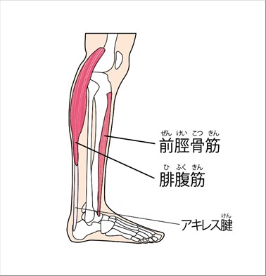 おウチで簡単エクササイズ！】トゥレイズ（つま先上げ運動