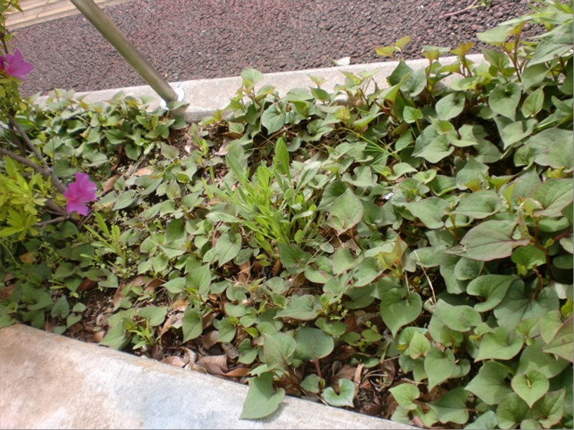 4月の入浴イベントはドクダミ湯 株式会社東日本福祉経営サービス 新潟 東京 埼玉 千葉県内で有料老人ホーム デイサービス グループホーム等を運営