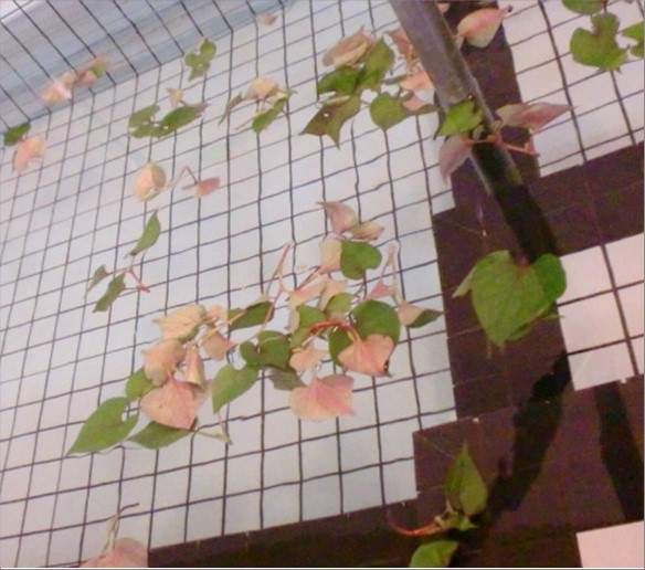 4月の入浴イベントはドクダミ湯 株式会社東日本福祉経営サービス 新潟 東京 埼玉 千葉県内で有料老人ホーム デイサービス グループホーム等を運営