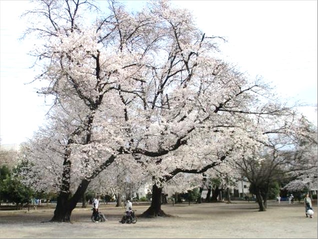 春がきた！🌸🌸🌸