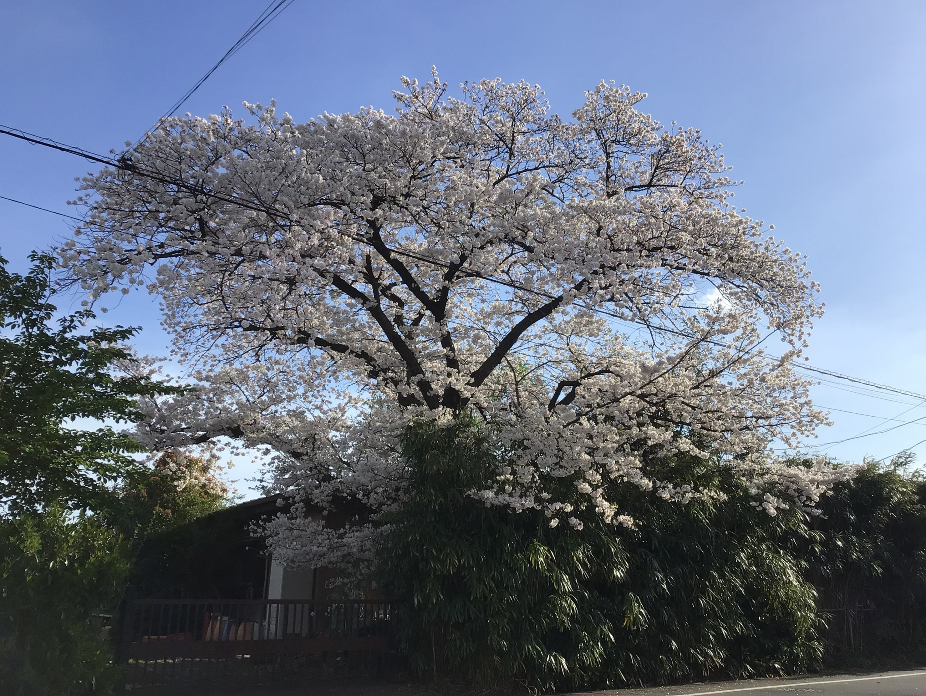 満開の桜