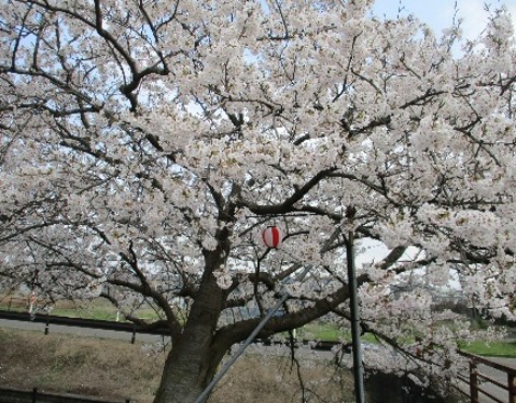 春爛漫 花見に行って桜の美しさを堪能しました‼