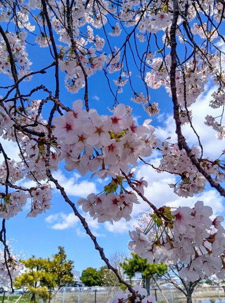 お花見ドライブに行きました！