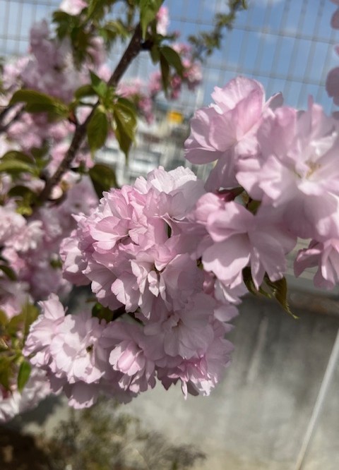 『ル・レーヴ狭山』の『さくら鑑賞』！！