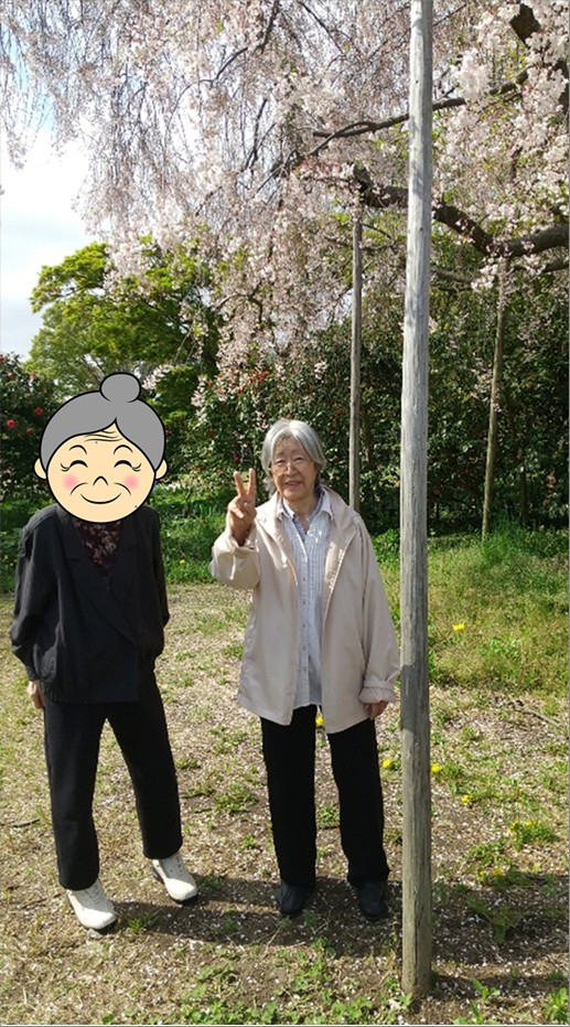 桜とその他の花を観に花見散歩へ出かけました